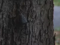 Witborstboomklever - White-breasted nuthatch [Sitta carolinensis]